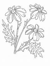 Coloring Chamomile Pages Flower Flowers Printable Recommended Designlooter sketch template