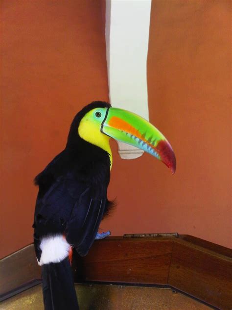 nose  nose   toucan bird toucans nose bird animals cartagena animales