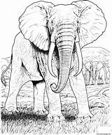 Coloring Elephant Pages Animal Adult Hard Printable Print Color sketch template