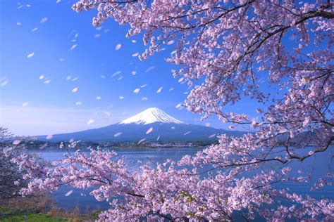 cherry blossom    arrival  sakura  important