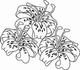Lily Tiger Coloring Clipart Flower Drawing Pages Easter Colouring Line Stamps Digi Flowers Clip Hibiscus Cliparts Lilies Gardens Homes Better sketch template