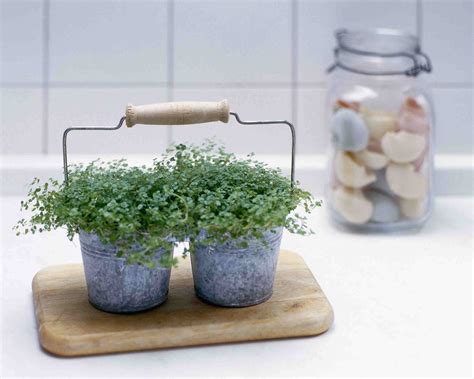 cute small indoor plants