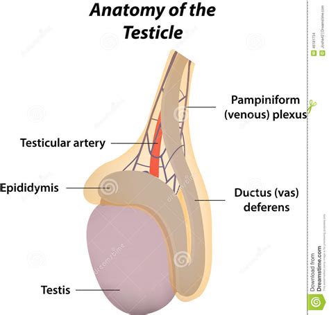 la anatomía del testículo ilustración del vector ilustración de