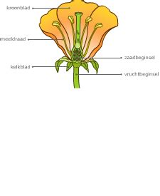 bloemetjes en bijtjes hv lesmateriaal wikiwijs