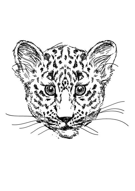 leopard coloring pages books    printable