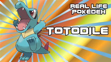 Totodile Real Life Pokédex Entry Not All Things Should