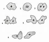 Amoeba Reproduction Asexual Fission Binary Biology Reproduce Do Drawing Amoebas Big Drawings Lab Steps Parent Biological Protista Asexually Reproduces Nucleus sketch template