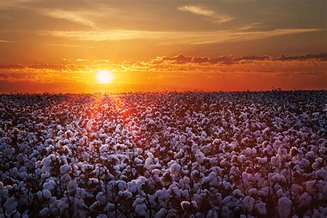 cotton fields  behance