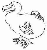 Dodo Bird Coloring Outline Drawing Pages Printable Clipart Drawings sketch template