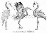 Brolga Flamingo Zentangle Stork Hand Shutterstock Antistress Designlooter Forhåndsvisning sketch template