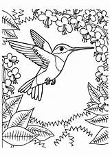 Kolibri Ausmalbilder Ausmalbild Bird Momjunction Hummingbird Leann Ausdrucken Malvorlagen sketch template