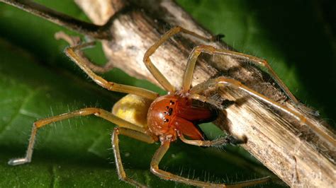 achtbeiner alarm  mannheim nosferatu spinne breitet sich