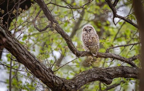 wallpaper branches tree owl bird foliage spring owl images