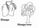 Mango Tree Drawing Coloring Colouring Getdrawings Pages sketch template