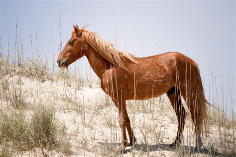 le dernier cheval sauvage dans les pas du przewalski thereasontohope