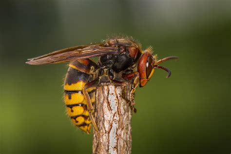 buzzworthy find european hornet identified    time  vermont vermont public radio
