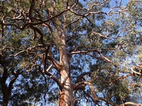 snap happy birding australias national tree day
