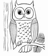 Owl Coloring Pages Cute Clipart Colouring Tree Popular Library Coloringhome sketch template