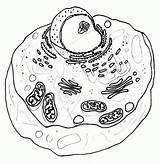 Biologie Ausmalbilder sketch template