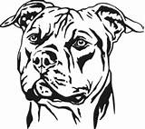 Pitbull Staffordshire Bull Stencils Tribal Mastiff Schablonen Vorlagen Staffy Stencilschablonen Vetores Tatuagens Bulldog Nachtlicht Silhouetten Tierzeichnungen Jóia Garrafas Rabiscos Bastão sketch template