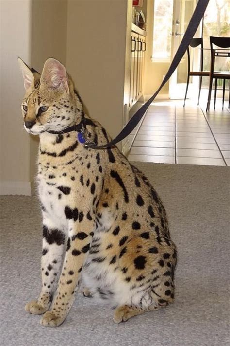 20 of the world s most expensive cat breeds costing up to 100 000