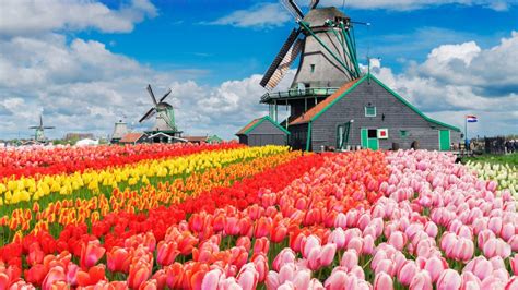 wallpaper tulips farm flowers colorful blue sky netherlands windmill