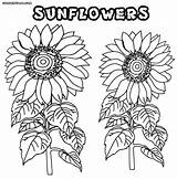 Sunflowers Worksheet Colorings sketch template