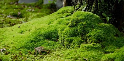 whats  japans moss obsession