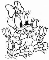 Daisy Coloring Baby Duck Pages Disney Donald Kids Color Flower Printable Easter Disegni Print Colorare Da Colouring Beautiful Getcolorings Getdrawings sketch template