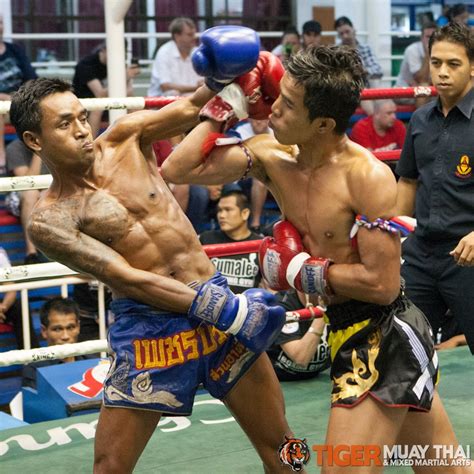 fighting thai tiger muay thai and mma training camp guest fights august