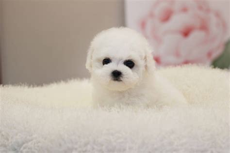 cute mini bichonfrise puppy bichon frise puppy puppies teacup
