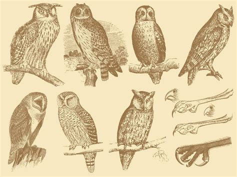 style drawing owls vector art graphics freevectorcom