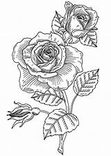 Rubber Penny Stamp Flower Inc Designs Title sketch template