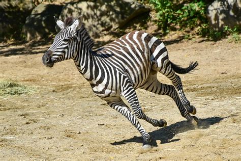 zebra     plains zebra wikipedia