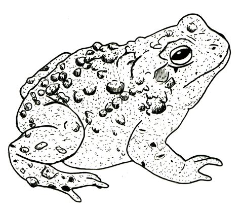 horned toad drawing  getdrawings