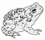 Toad Drawing Drawings Frog Horned Ink Detailed Tattoos Toads Tattoo Getdrawings sketch template