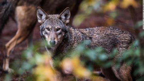 red wolves judge   saved   extinction cnn