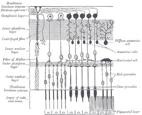 retina horizontal cell wikipedia