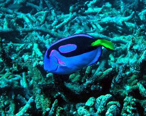 filecoral reef fish pacific blue tan paracanthurus hepatusjpg