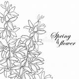 Coloring Forsythia sketch template