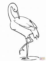 Crane Coloring Pages Drawing Bird Leg Stands Animal Stork sketch template