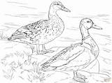 Mallard Ducks Ducklings Canard Supercoloring Colvert Voorbeeldsjabloon sketch template