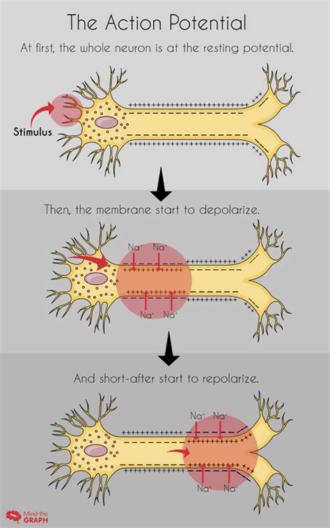 nerve impulses part 1 the action potential