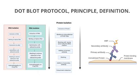 dot blot protocol principle definition