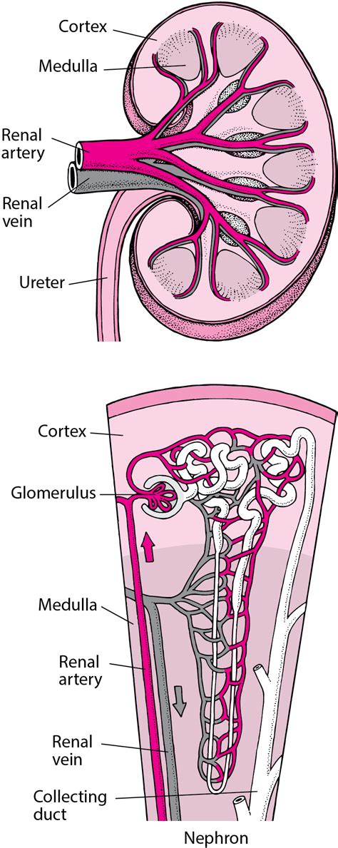overview  blood vessel disorders   kidneys kidney  urinary tract disorders msd