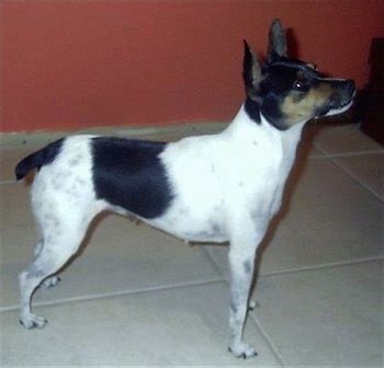miniature fox terrier dog breed information  pictures
