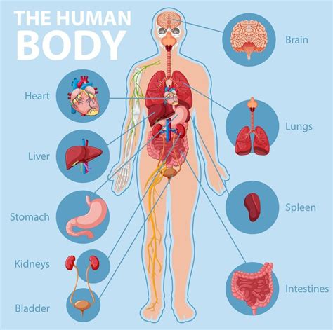 human body human body internal parts human body organ system human body organs human
