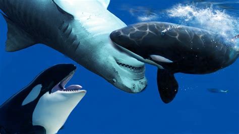 killer whales  apex predators youtube