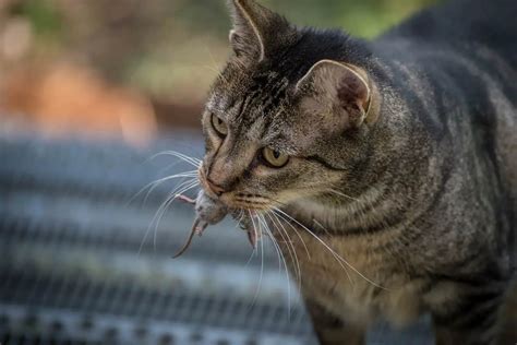 barn cat