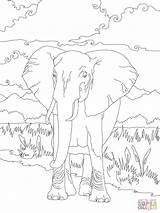 Savane Sabana Elefante Africano Elefantes Supercoloring Afrique Eléphant sketch template